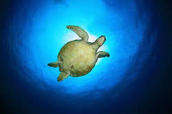 Turtle flying. by Miguel Cortés 